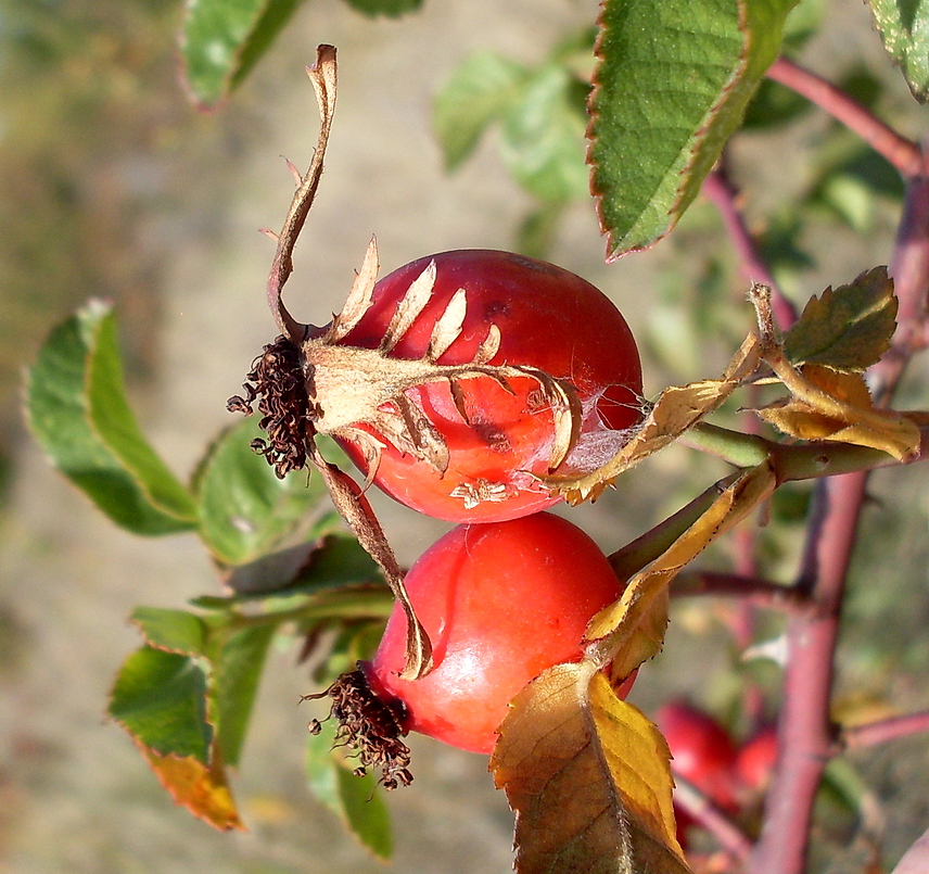 Image of Rosa lupulina specimen.