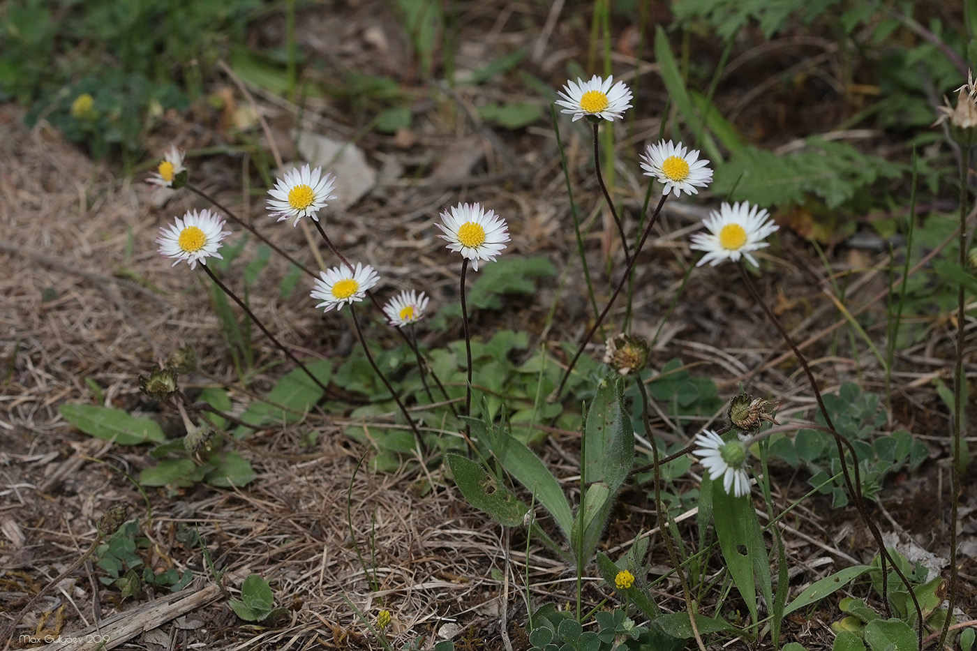 Изображение особи Bellis perennis.