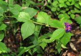 Vicia ohwiana