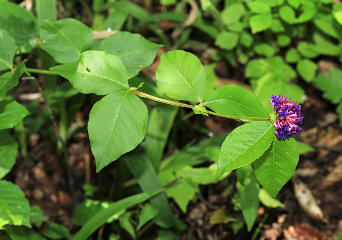 Image of Vicia ohwiana specimen.