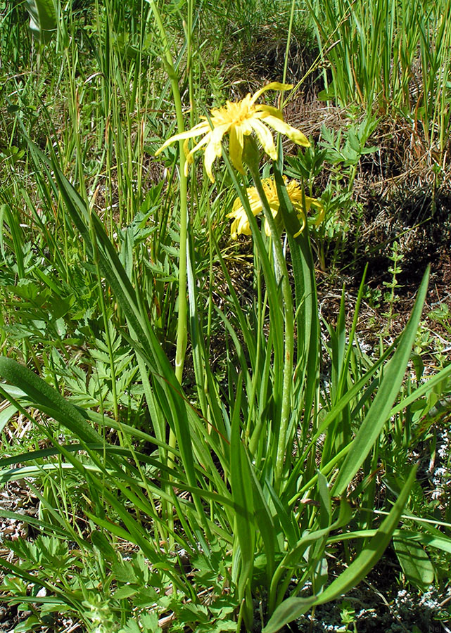 Image of Scorzonera radiata specimen.