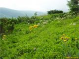 Trommsdorffia uniflora. Цветущие растения. Украина, Ивано-Франковская обл., Украинские Карпаты, хребет Черногора, юго-восточный склон горы Пожежевская, 1650 м н.у.м., субальпийский луг. 27.06.2019.