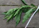 Persicaria lapathifolia