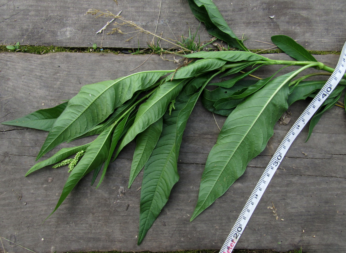 Image of Persicaria lapathifolia specimen.