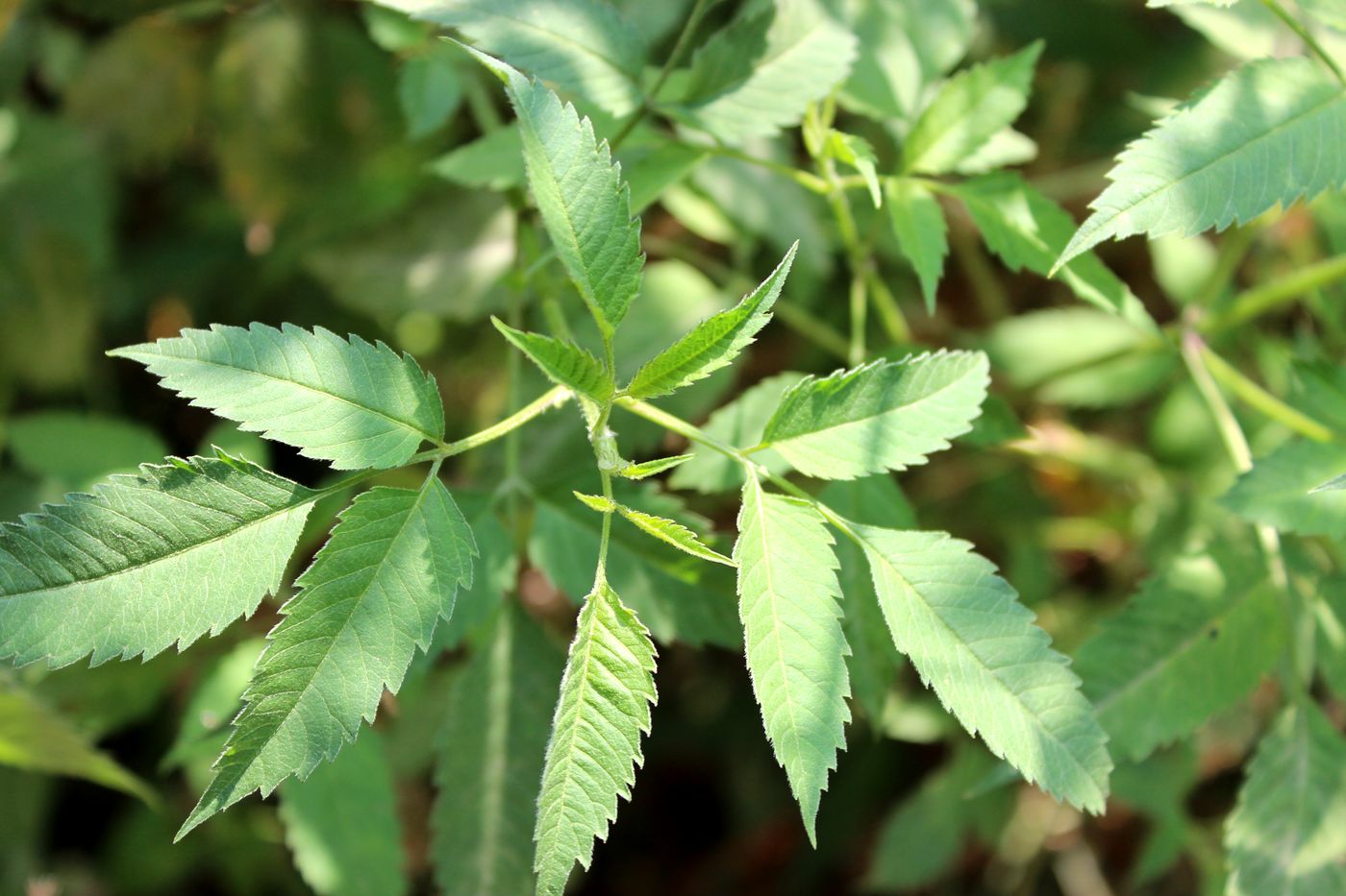 Image of Bidens frondosa specimen.