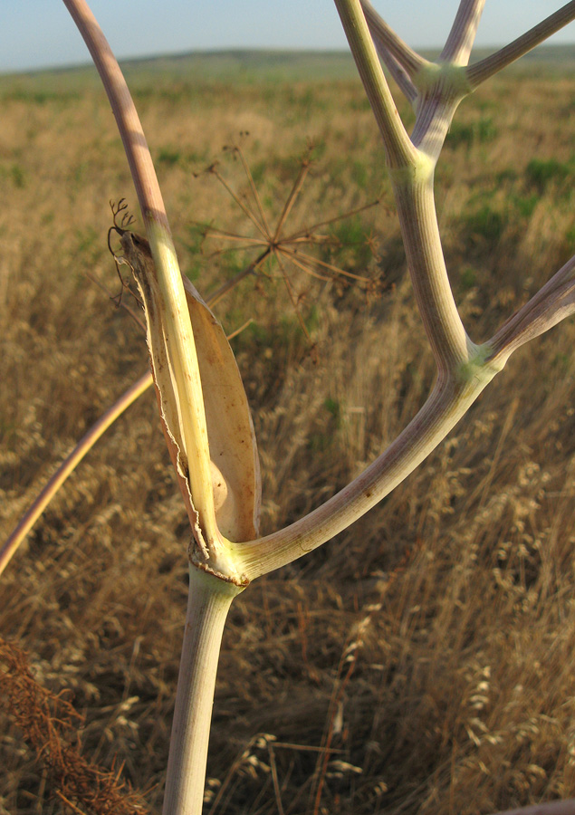 Изображение особи Ferula euxina.