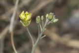 Diplotaxis tenuifolia. Верхушка побега с соцветием. Крым, г. Саки, берег Сакского озера, глинистый грунт. 08.08.2019.