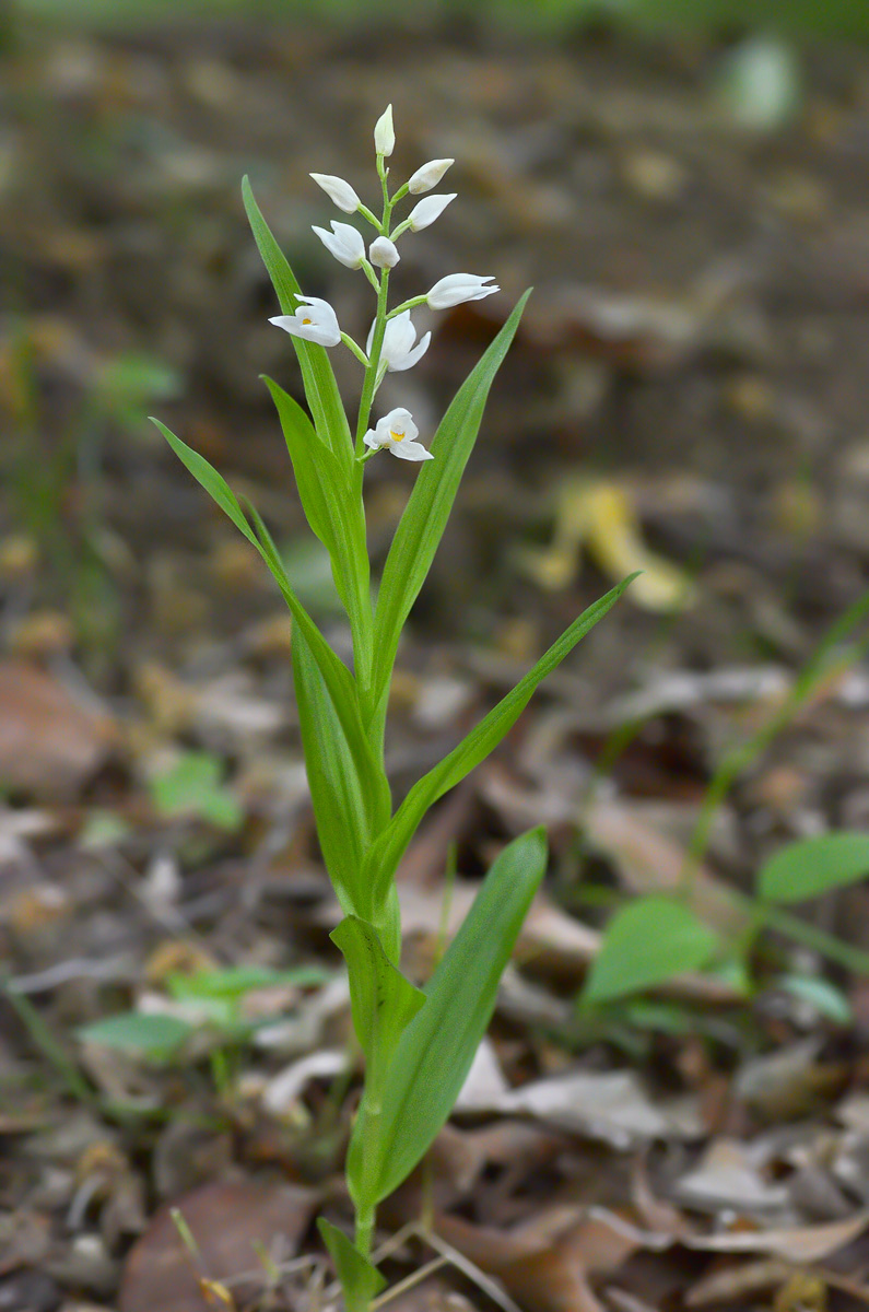 Image of Cephalanthera longifolia specimen.