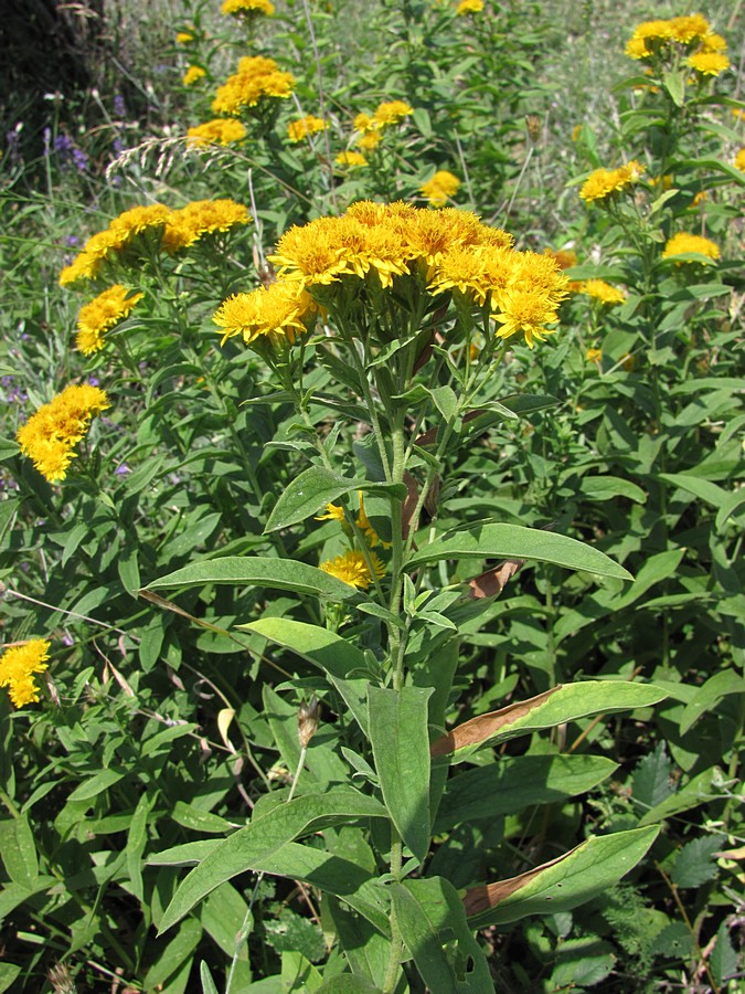 Изображение особи Inula germanica.