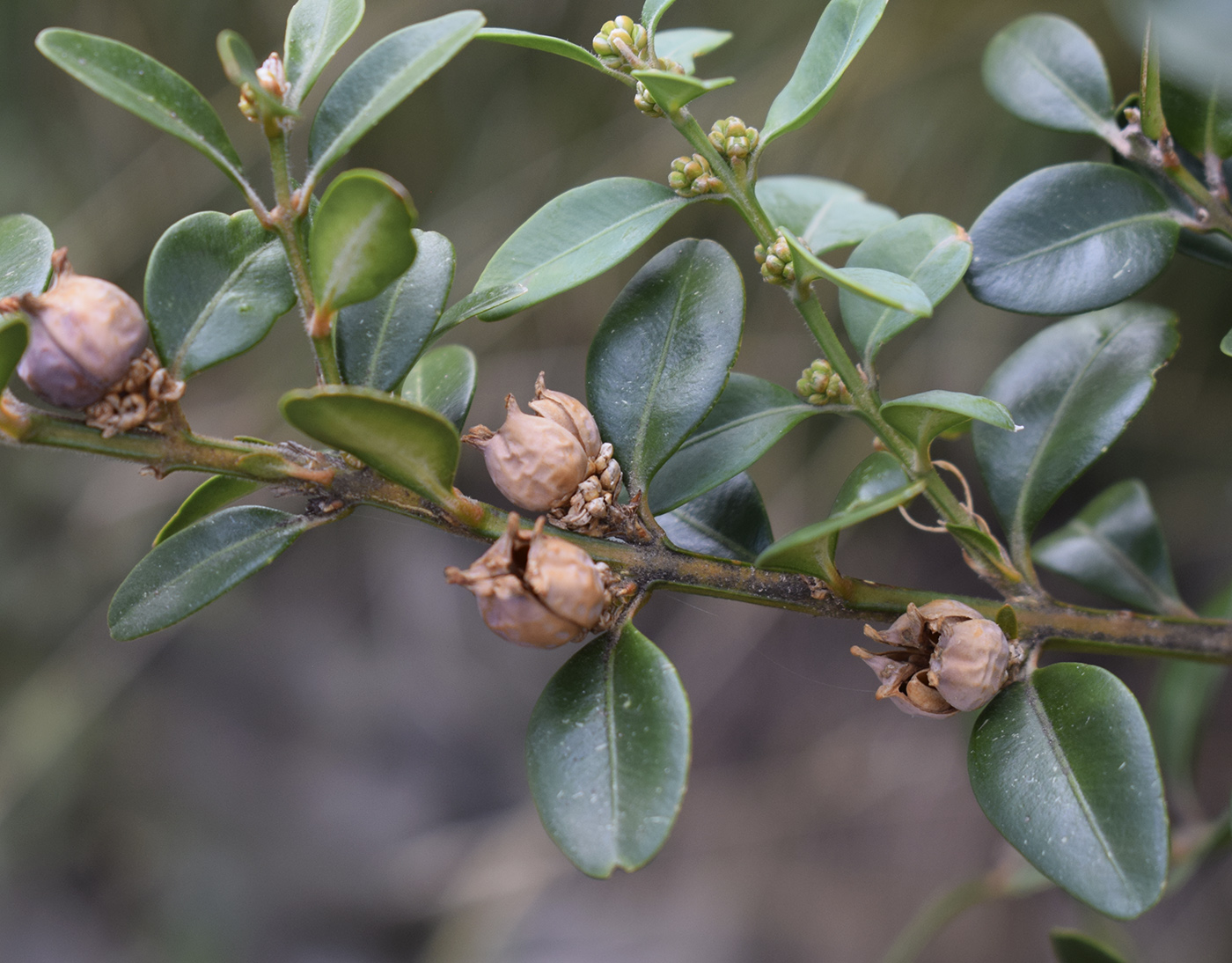 Image of Buxus sempervirens specimen.