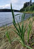 Typha latifolia. Вегетирующие растения. Челябинская обл., Чебаркульский р-н, берег оз. Большой Кисегач, песчаный пляж. 07.08.2019.