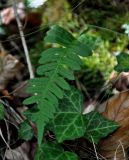 Polypodium vulgare. Вайя с сорусами. Сербия, горный массив Златибор, окр. пещеры Стопича, буково-грабовый лес, каменистый склон. 13.07.2019.