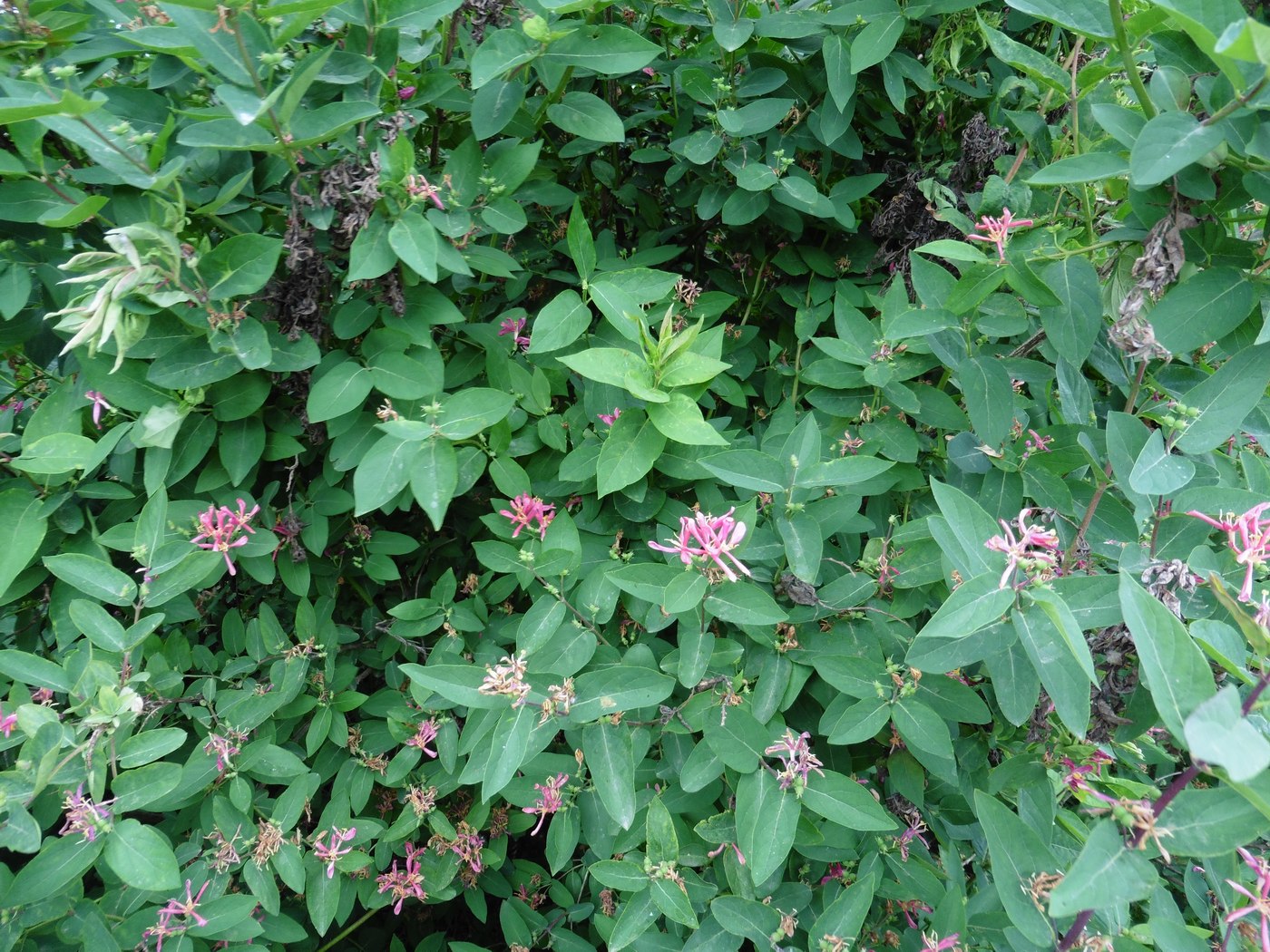 Image of Lonicera tatarica specimen.