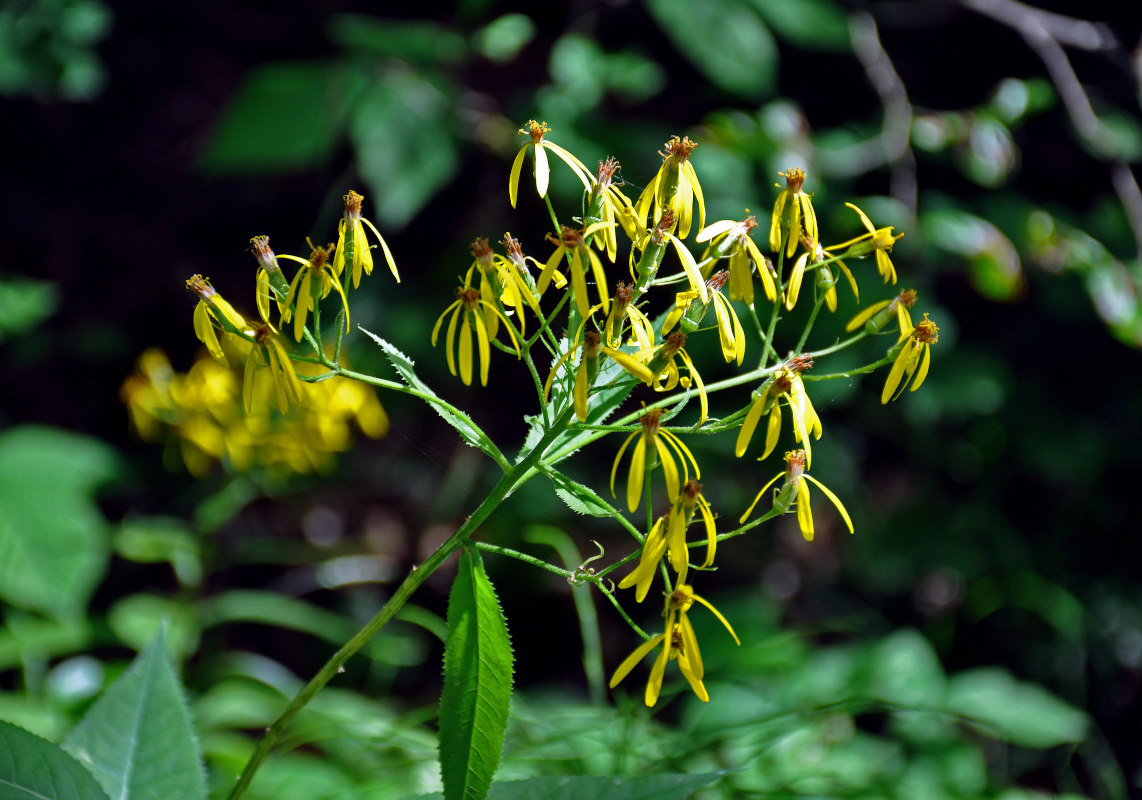 Image of Senecio ovatus specimen.