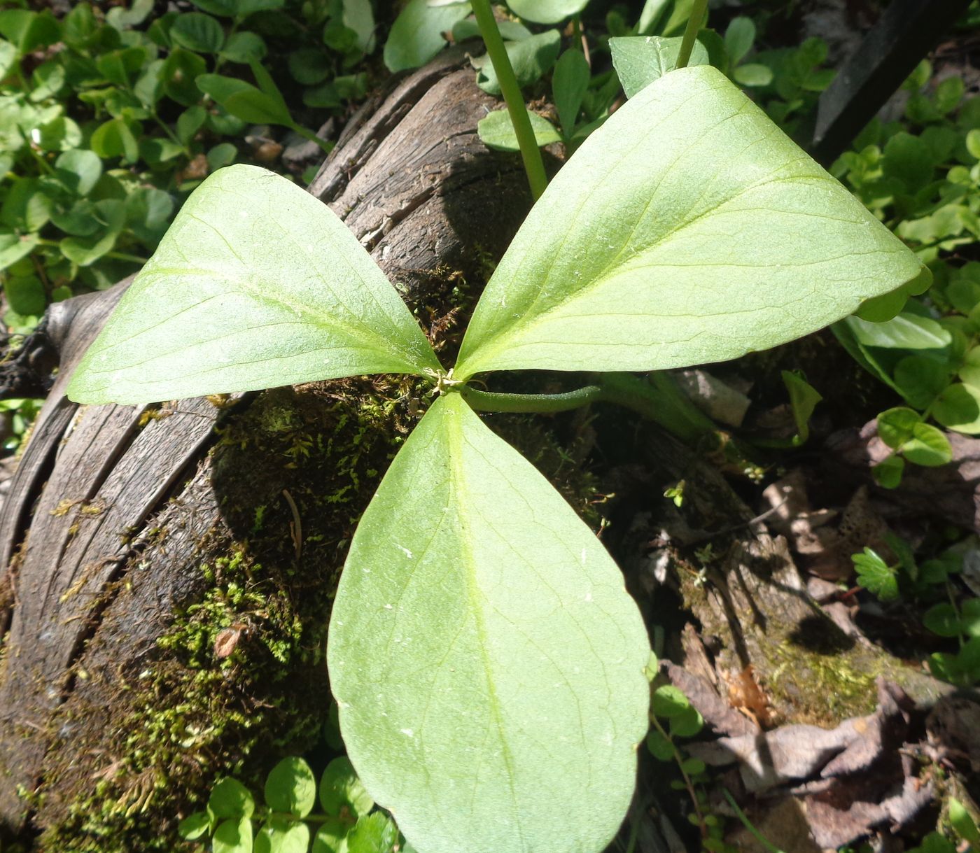 Image of Menyanthes trifoliata specimen.