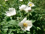 Paeonia lactiflora