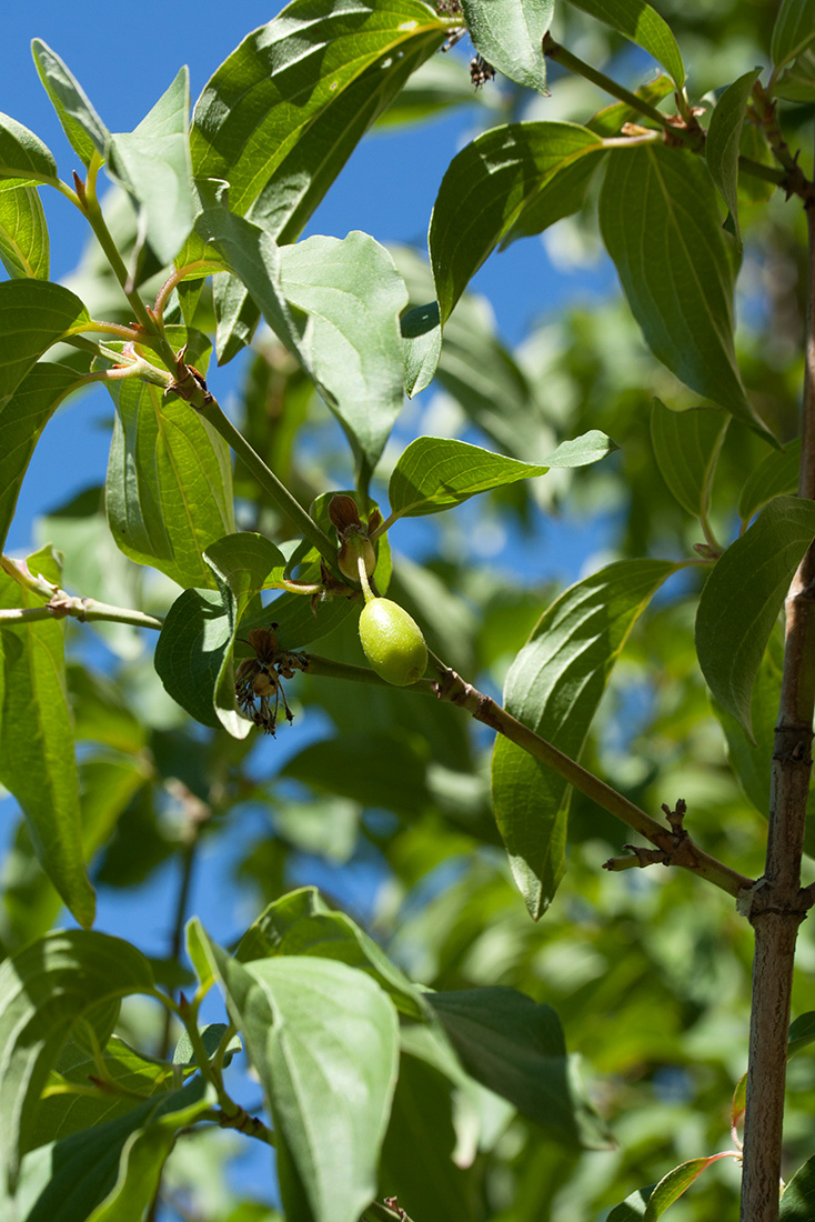 Image of Cornus mas specimen.