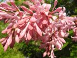 Syringa &times; prestoniae