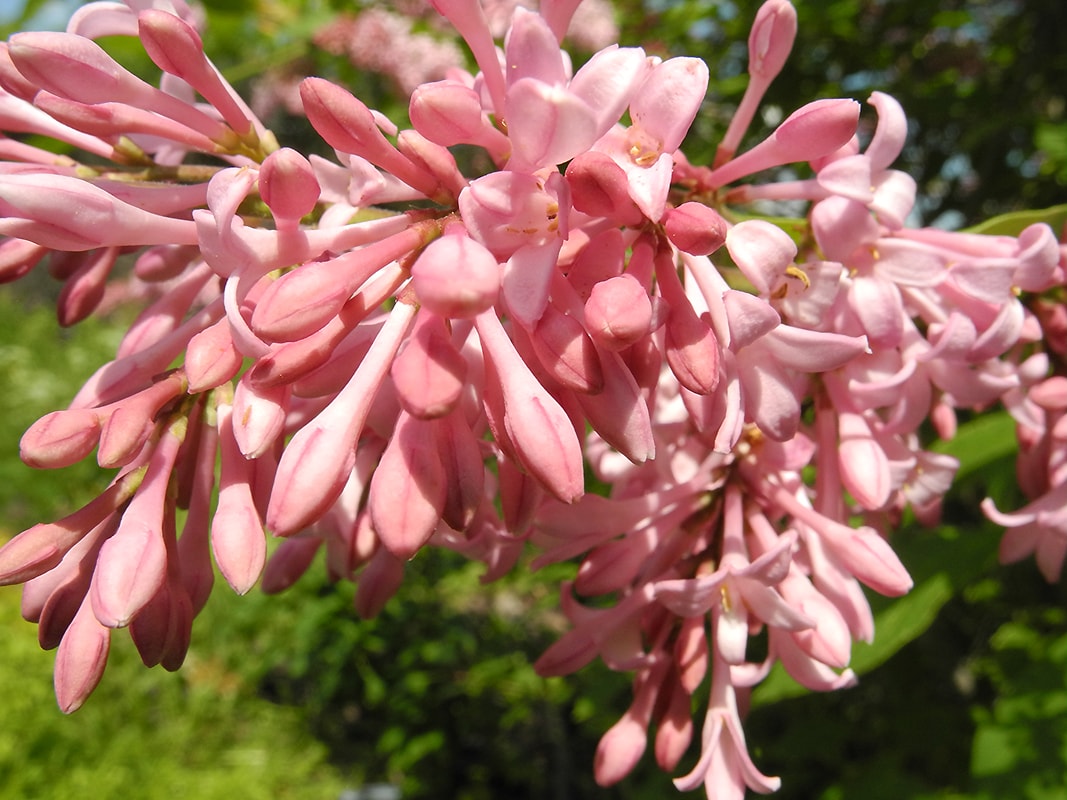 Изображение особи Syringa × prestoniae.