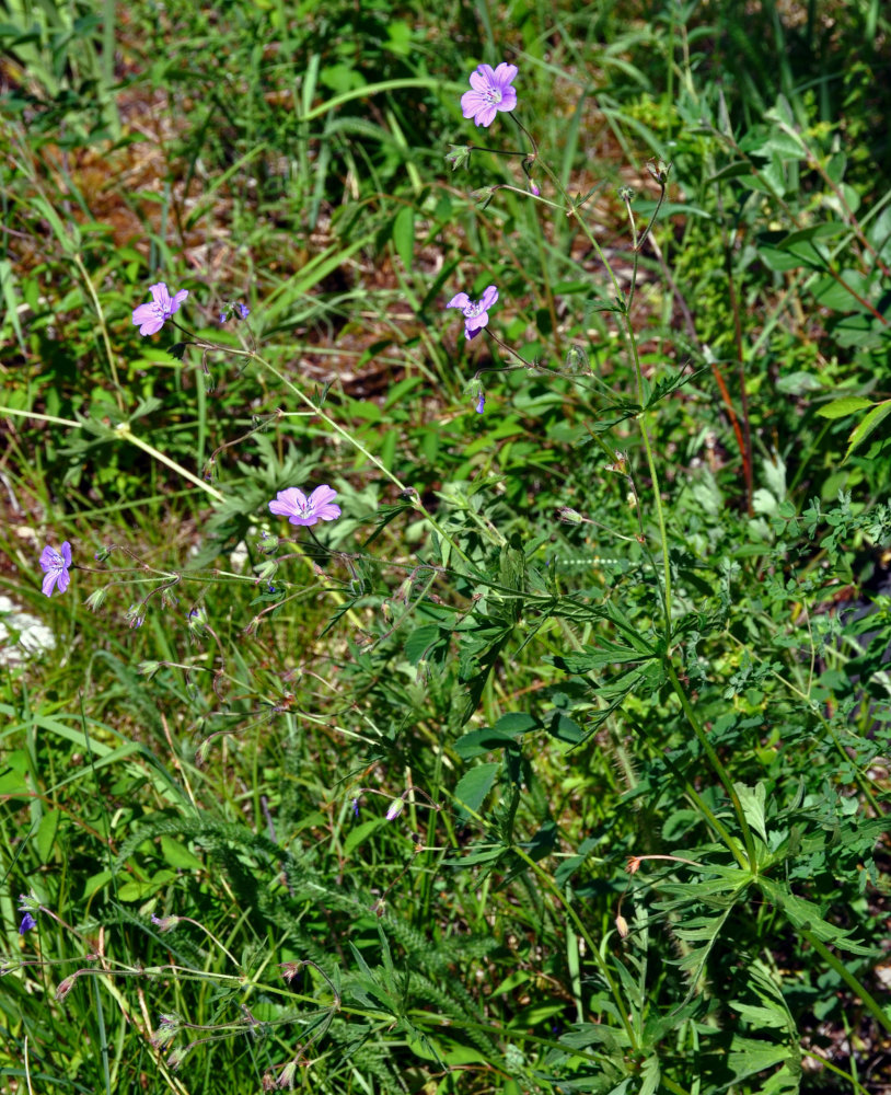 Изображение особи Geranium laetum.