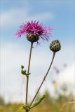 Centaurea scabiosa