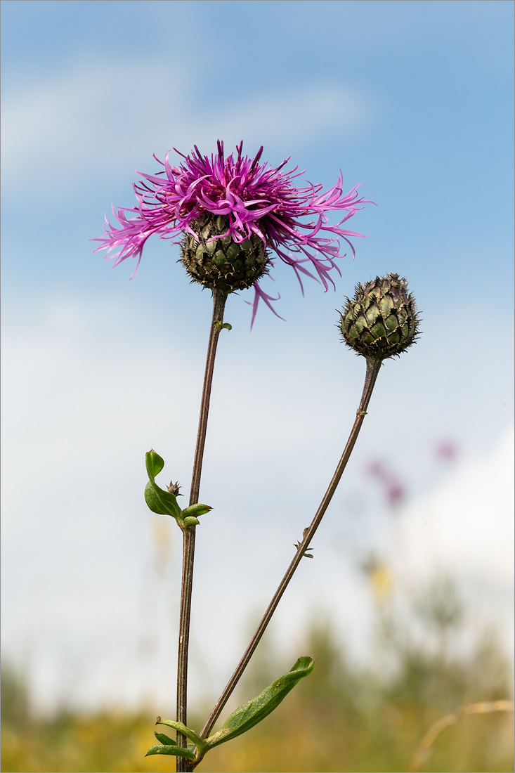 Image of Centaurea scabiosa specimen.