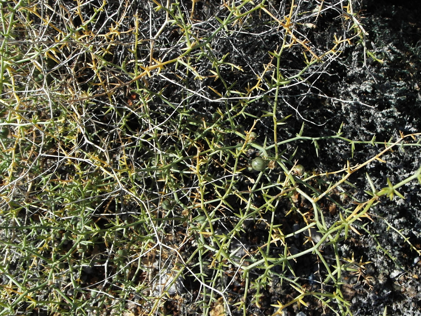 Изображение особи Asparagus breslerianus.
