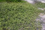 Vachellia aroma разновидность huarango. Часть цветущего и плодоносящего растения. Перу, регион La Libartad, археологический комплекс \"Chan Chan\". 26.10.2019.