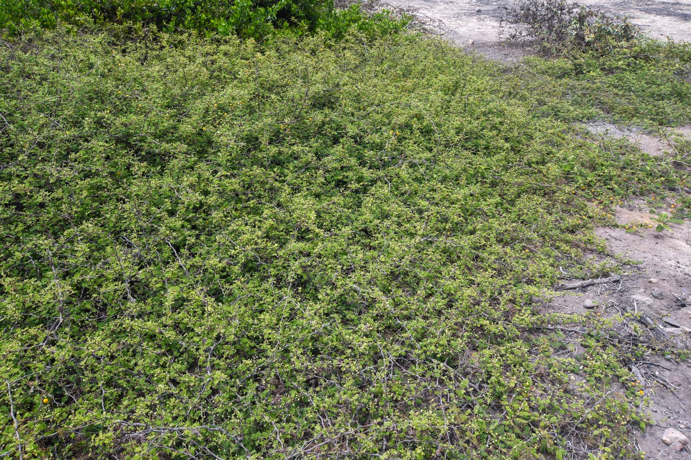 Image of Vachellia aroma var. huarango specimen.