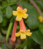 Tecoma subspecies arequipensis