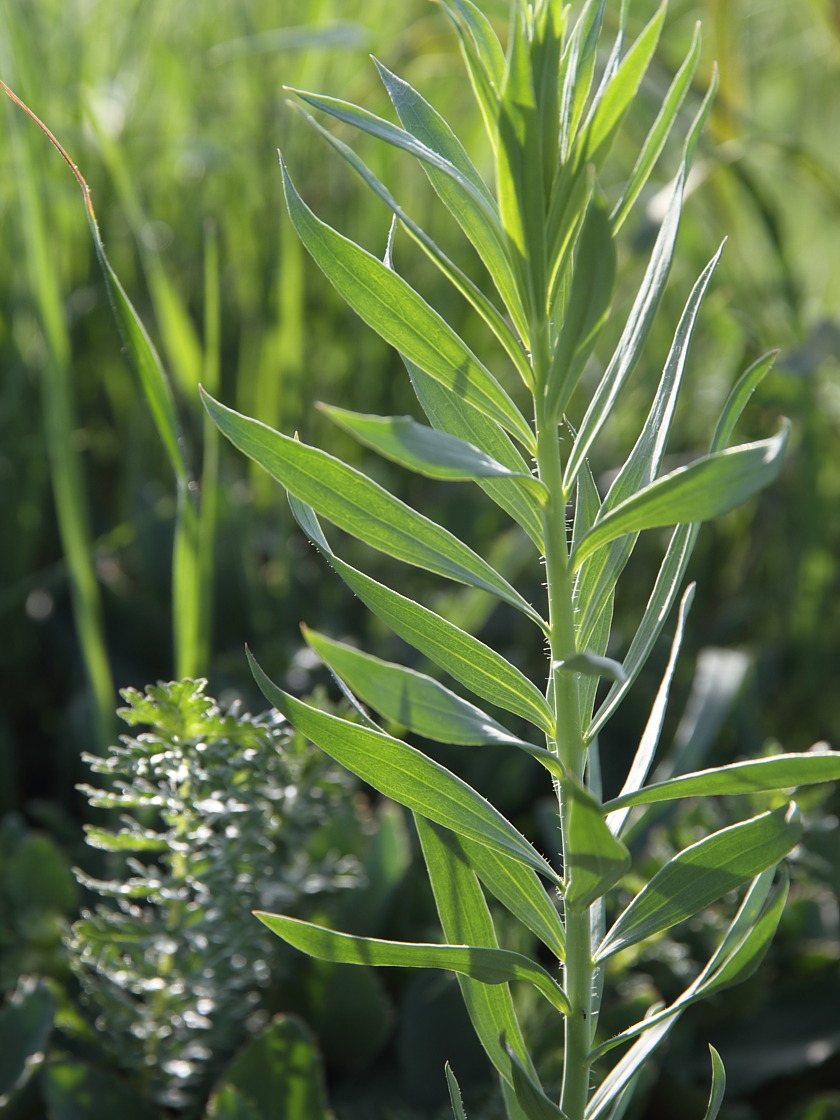 Image of Linaria biebersteinii specimen.