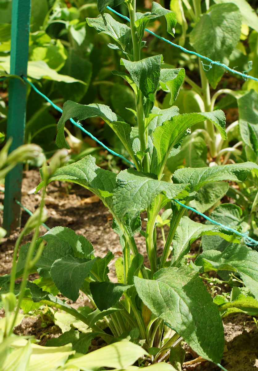 Image of Digitalis purpurea specimen.