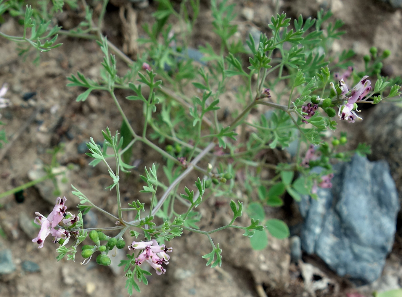 Image of Fumaria vaillantii specimen.