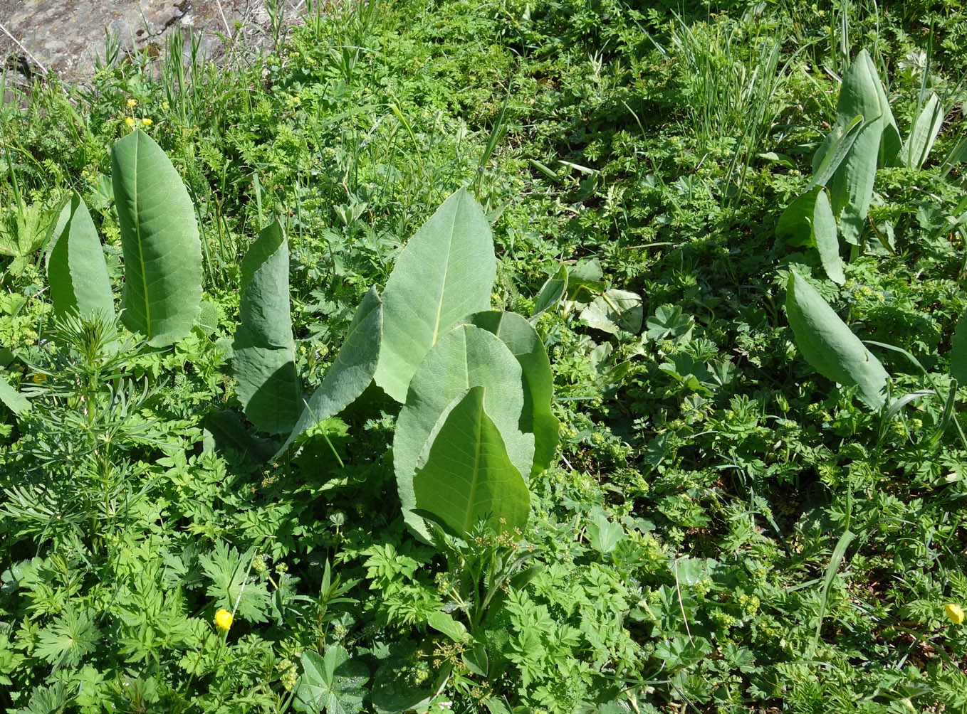 Изображение особи Ligularia heterophylla.