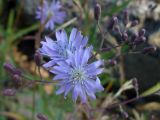 Lactuca sibirica. Соцветие. Свердловская обл., окр. г. Североуральск, пустырь в черте города. 26.07.2010.