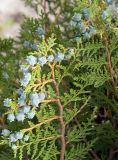 Platycladus orientalis. Веточка с шишками. Кыргызстан, Иссык-Кульская обл., восточная окр. с. Бостери, территория Киргизского Взморья. 21.07.2015.