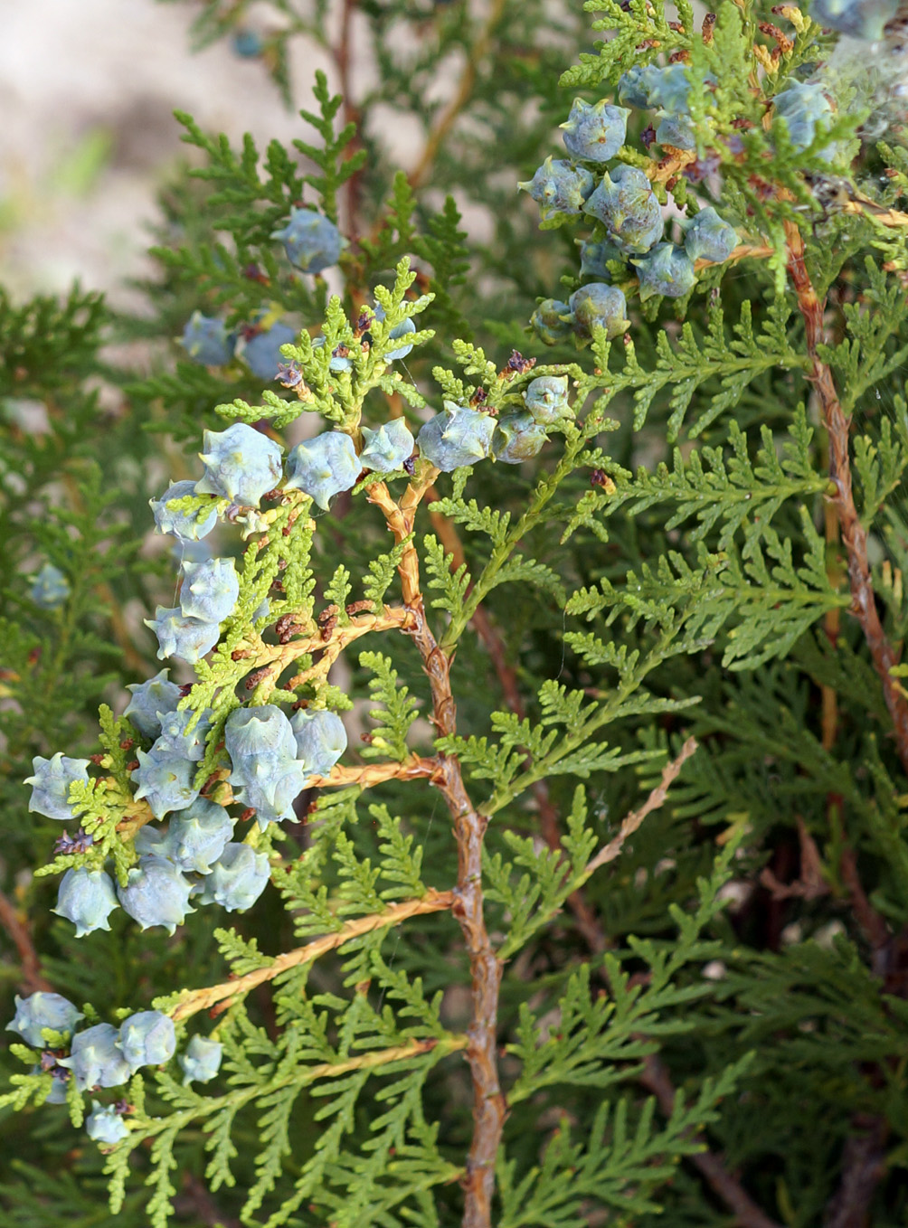 Изображение особи Platycladus orientalis.