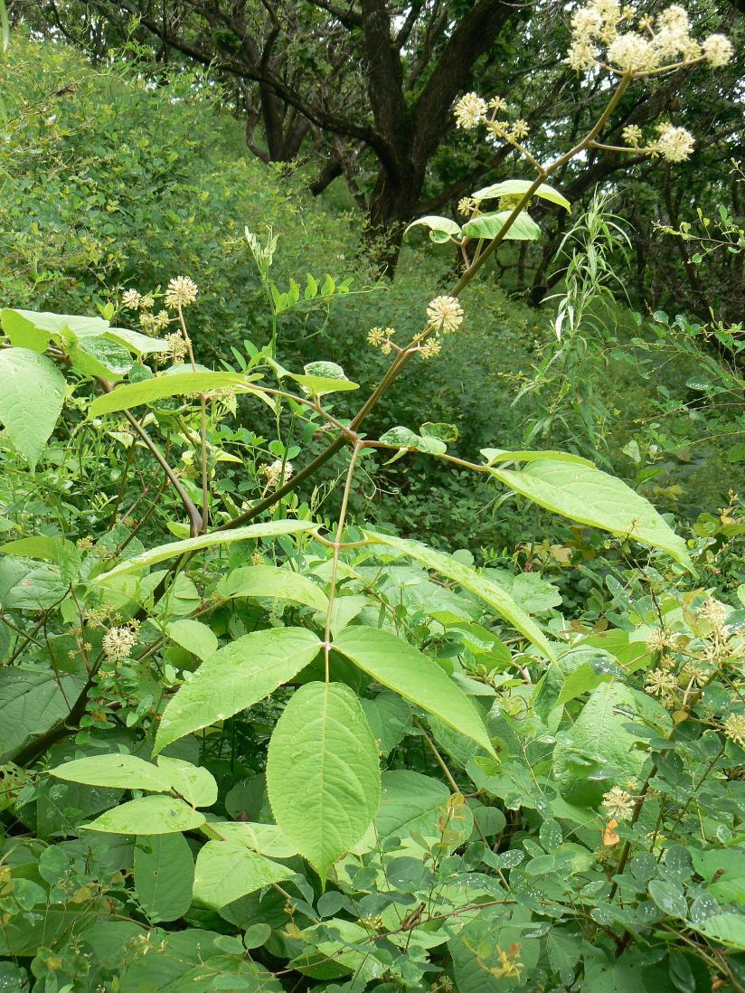 Image of Aralia continentalis specimen.