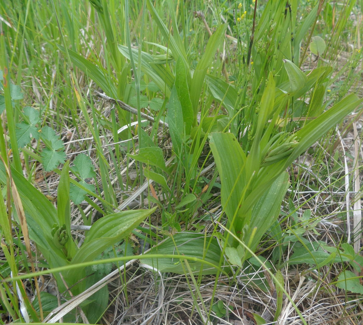 Image of Epipactis palustris specimen.