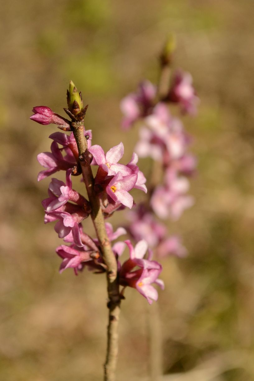 Image of Daphne mezereum specimen.