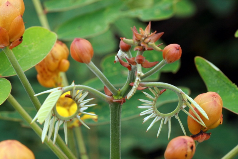 Image of Senna alata specimen.