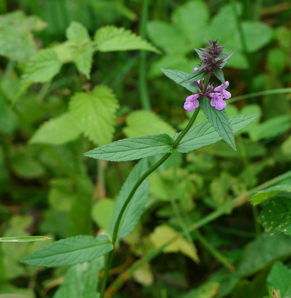 Изображение особи Stachys palustris.