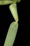 семейство Poaceae. Влагалищно- пластиночное сочленение. Перу, г. Лима, ботанический сад Национального Аграрного университета. 07.10.2019.