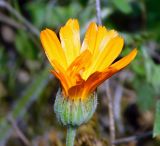 Calendula officinalis