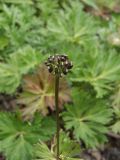 Anemonastrum sibiricum. Верхушка плодоносящего растения. Камчатский край, Елизовский район, природный парк \"Вулканы Камчатки\", кордон Авачинский перевал, 990 м н.у.м., кустарниковая заросль по склону. 12.08.2010.