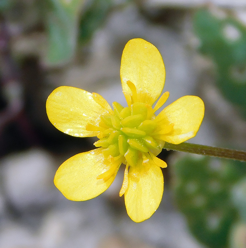 Image of Ranunculus trachycarpus specimen.