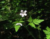 Geranium robertianum