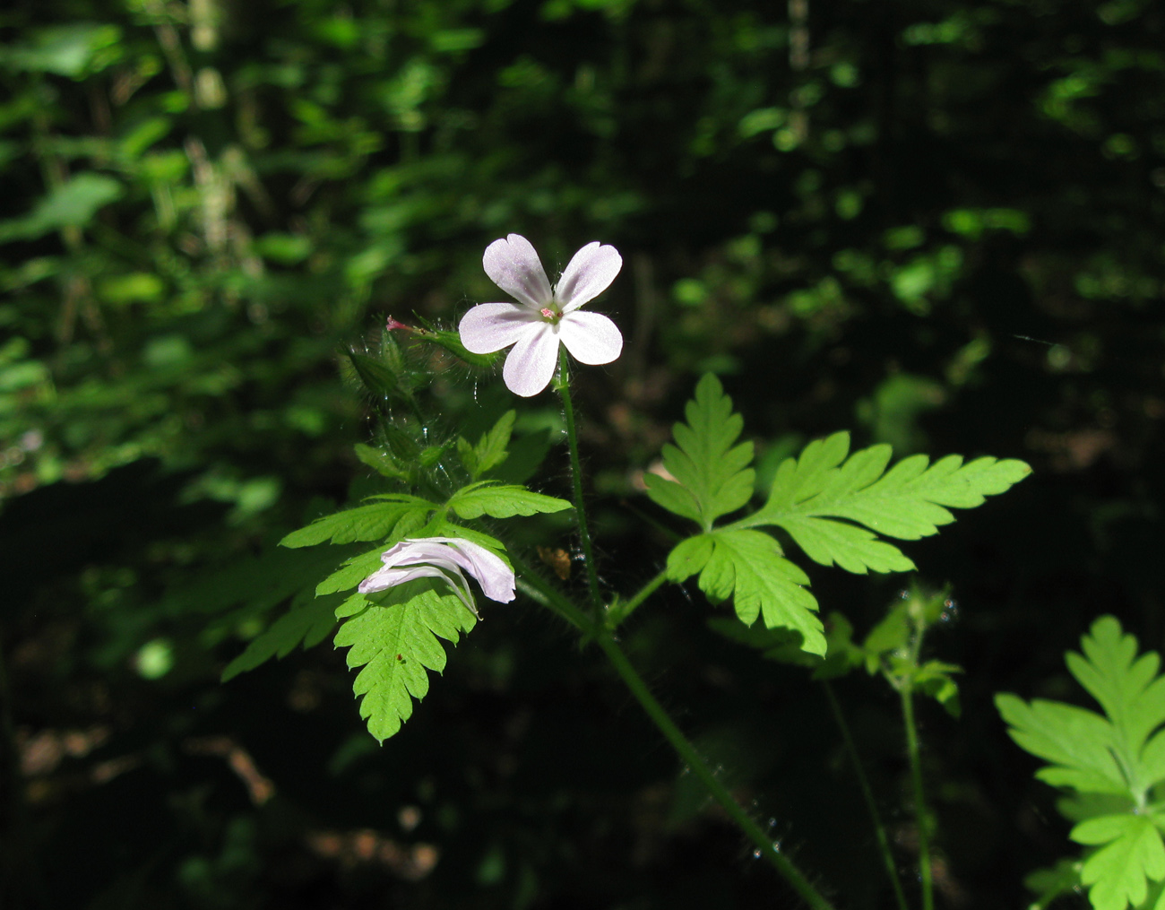 Изображение особи Geranium robertianum.