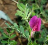 Vicia cordata