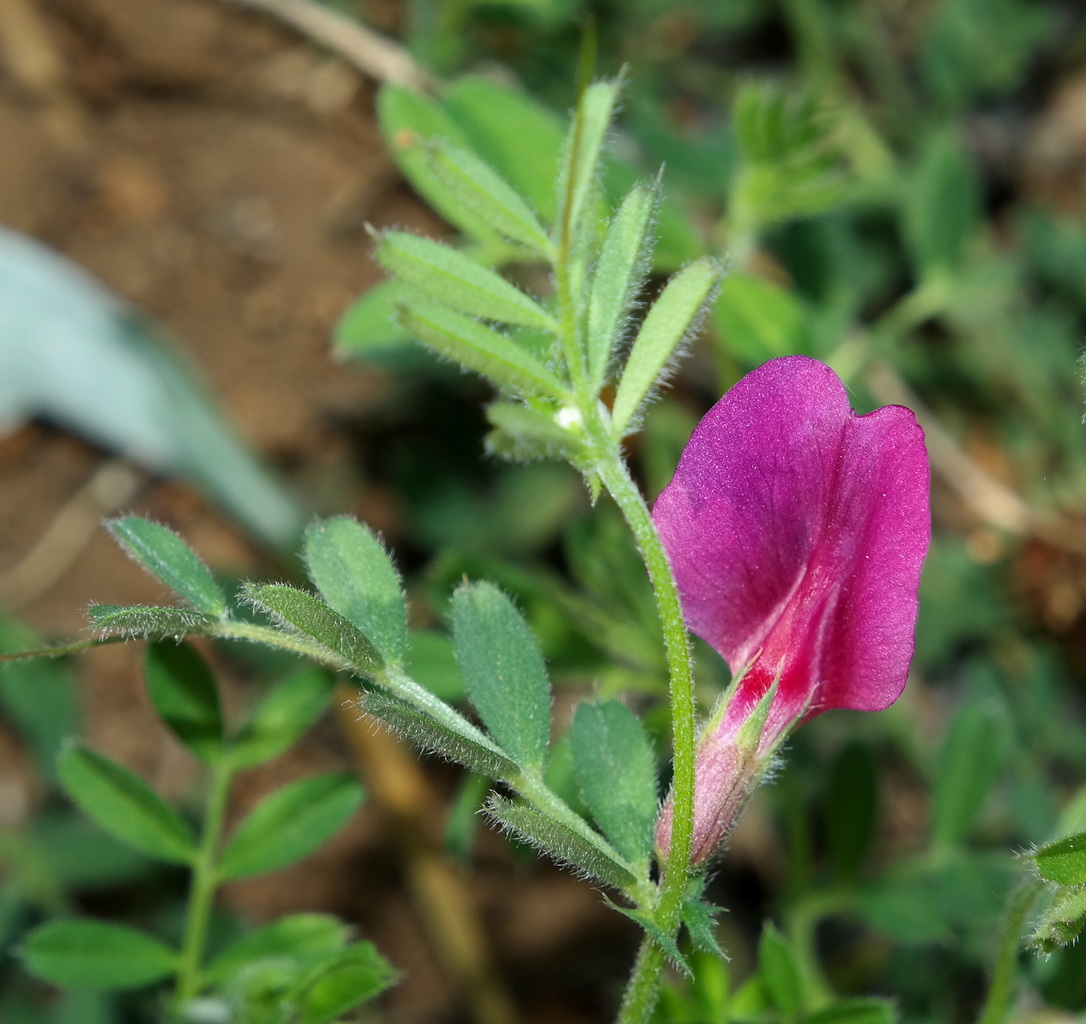 Изображение особи Vicia cordata.